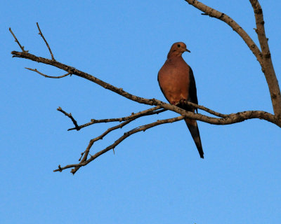 315mmourningdove.JPG