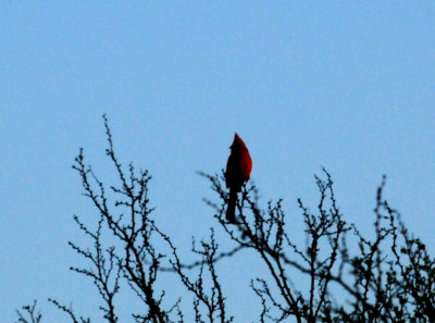 315cardinal.JPG