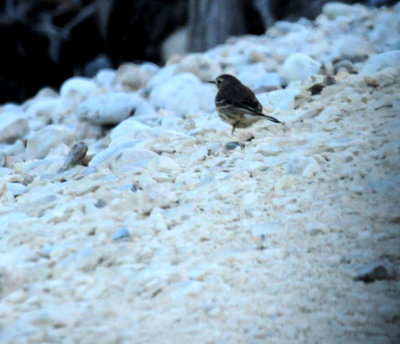 315aamericanpipit.JPG