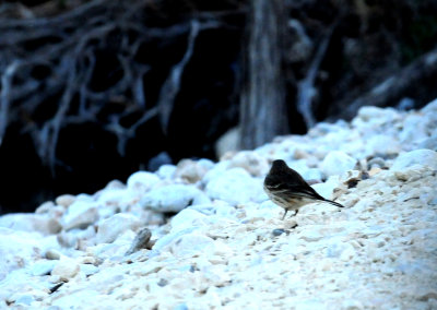 315americanpipit.JPG