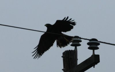 316harris'shawkkkkk.JPG