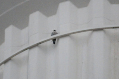 316peregrine.JPG