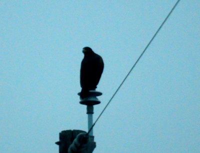 316harris'sHawk.JPG