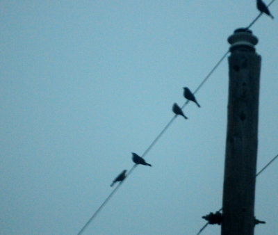 316brownheadedcowbirds.JPG