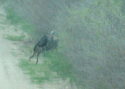 316wwildturkey.JPG