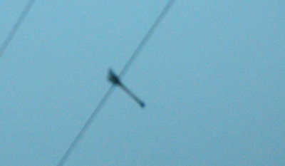 316scissortailflycatcher.JPG