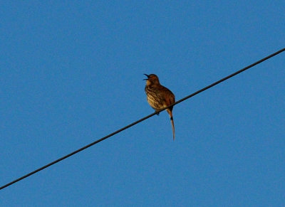 318longbilledthrasher.JPG