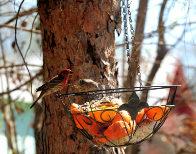 317housefinches.JPG