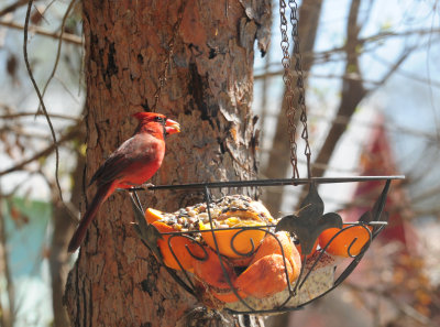 317cardinal.JPG