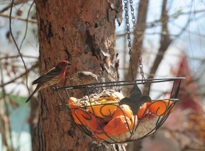 317housefinch.JPG