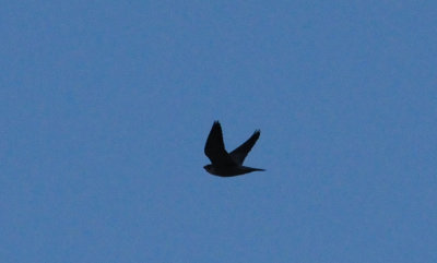 317flightperegrine.JPG