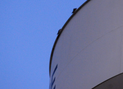 319peregrines2222222222.JPG