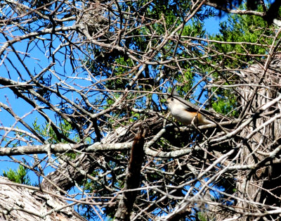 319blackcrestedtitmouse.JPG