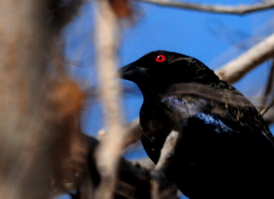 318bronzedcowbird.JPG