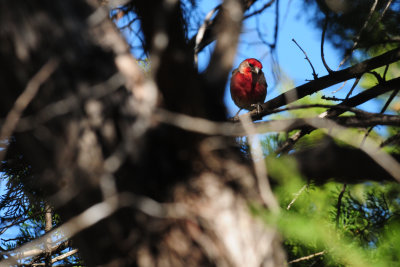 320housefinch.JPG