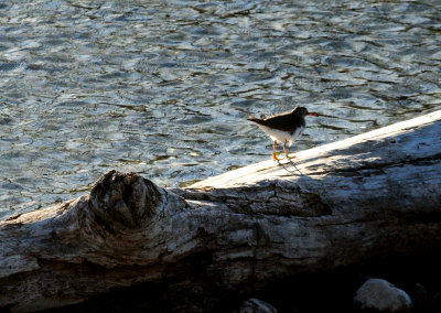 320spottedsandpiper.JPG