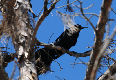 320greattailedgrackle.JPG