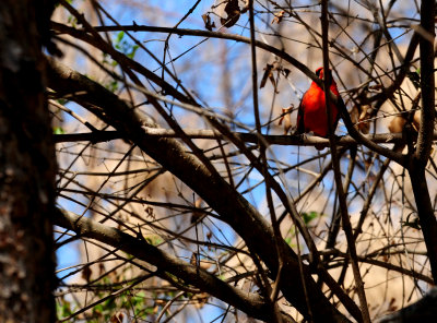 320cardinal.JPG