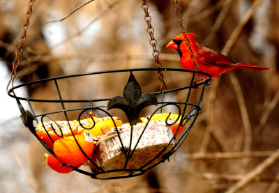 320cardinalzzzzzz.JPG