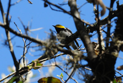 321Goldencheekedwarbler33.JPG