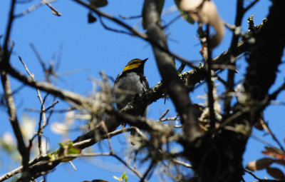 321Goldencheekedwarbler31zzzzzz.JPG