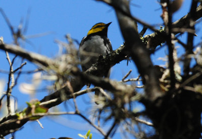 321Goldencheekedwarbler30zzzzzzzz.JPG