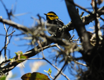 321Goldencheekedwarbler29.JPG
