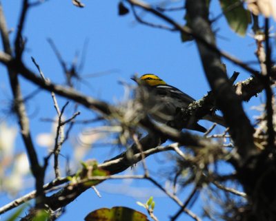 321Goldencheekedwarbler26.JPG