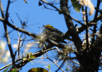 321Goldencheekedwarbler25.JPG