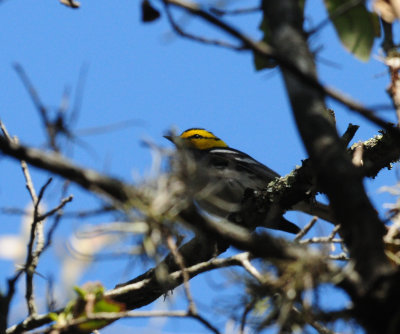 321Goldencheekedwarbler23zzzzzzzzzzz.JPG