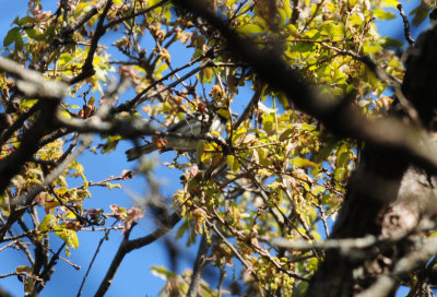 321Goldencheekedwarbler18.JPG