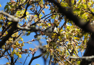 321Goldencheekedwarbler19.JPG