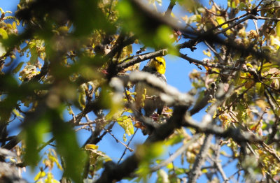 321Goldencheekedwarbler16.JPG