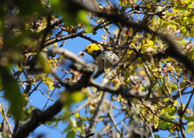 321Goldencheekedwarbler13.JPG