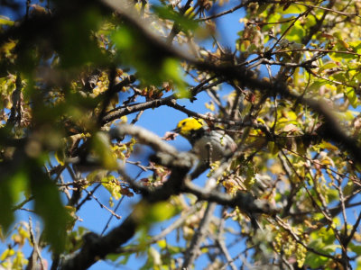 321Goldencheekedwarbler12.JPG
