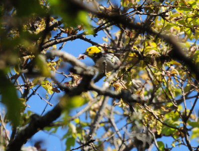 321Goldencheekedwarbler11.JPG