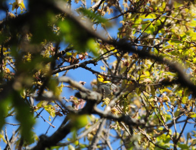 321Goldencheekedwarbler10.JPG