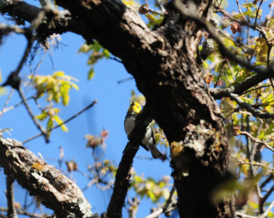 321Goldencheekedwarbler9.JPG
