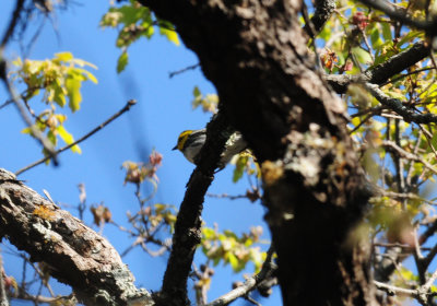 321Goldencheekedwarbler8.JPG