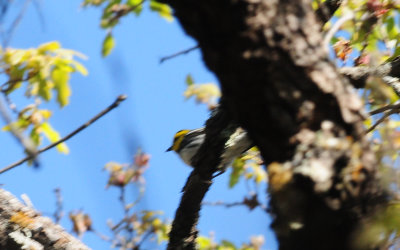 321Goldencheekedwarbler7.JPG