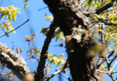 321Goldencheekedwarbler6.JPG