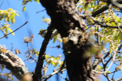 321Goldencheekedwarbler5.JPG