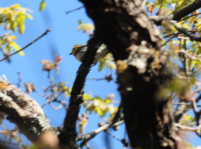 321Goldencheekedwarbler4.JPG