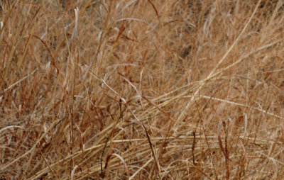 322grasses.JPG