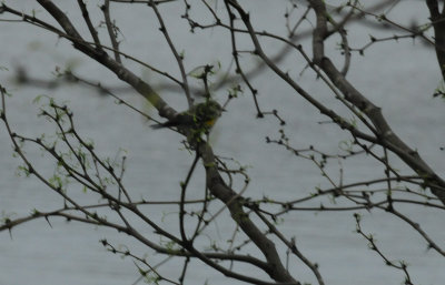322yellowrumped.JPG