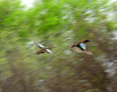 322cinnamonteals.JPG