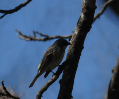 323yellowrumpedwarbler.JPG