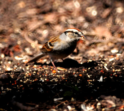 323chiippingsparrowssss.JPG
