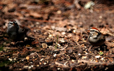 323chipppingsparrows.JPG