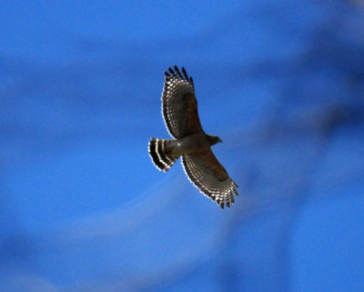 323red shouldered hawk1111111.JPG